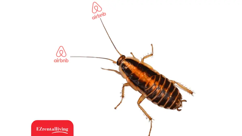 Dealing with Airbnb cockroaches, All the information you need
