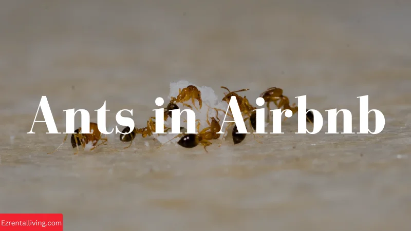Ants in airbnb